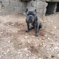 سگ بولی ماده