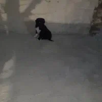 سگ پامر اصیل و قدریجونی|سگ|بروجرد, |دیوار