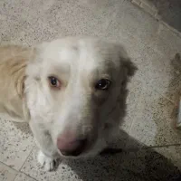 سگ خانگی|سگ|حلب, |دیوار