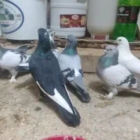 کفتر بهبونی|پرنده|شیراز, میرزاکوچک خان|دیوار