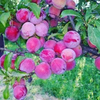 فروش نهال های مثمر و غیر مثمر نهالستان سالم نهال|خدمات باغبانی و درختکاری|سیمین شهر, |دیوار