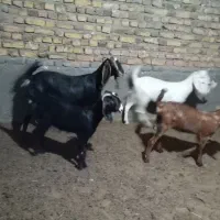 بز و چاوش