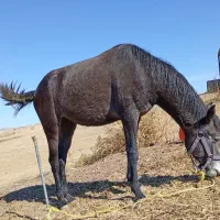 اسب جوان 2سن دارد|اسب و تجهیزات اسبسواری|اهر, |دیوار