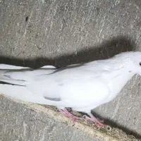 تهرانی نر|پرنده|همدان, |دیوار