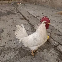 خروس|حیوانات مزرعه|نورآباد, |دیوار