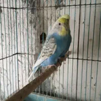 مرغ عشق انگلیسی واسپانگل رنگین کمانی باجوجه