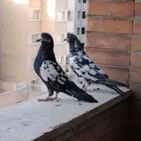 کبوتر|پرنده|فولادشهر, مسکن مهر فولادشهر|دیوار