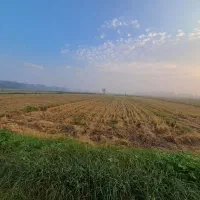 فروش-زمین-شالی