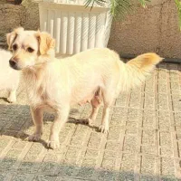 واگذاری سگ پاکوتاه نژاد اشپیتز|سگ|قائمشهر, |دیوار