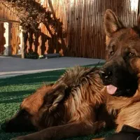 ژرمن نر کینگ عالی|سگ|شیراز, محمدیه|دیوار