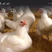 مرغ گوشتی