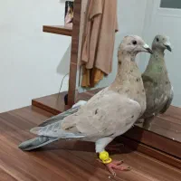 کبوتر هفرنگ