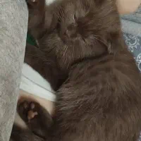 گربه گمشده|گربه|پرند, فاز ۶|دیوار