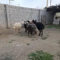 بره نر و ماده|حیوانات مزرعه|سیمین شهر, |دیوار