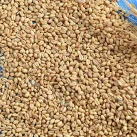 گندم دیمه درجه یک