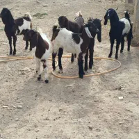 ۶بزغاله ماده تخمی تکه خورده ( همشون لینگ سه قلو )|حیوانات مزرعه|ملک‌آباد, |دیوار