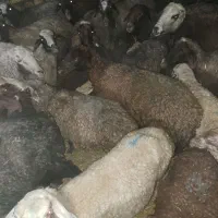 گوسفند میش|حیوانات مزرعه|هرسین, |دیوار