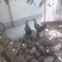 خروس سیاه