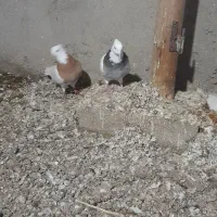 کبوتر|پرنده|صوفیان, |دیوار