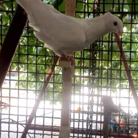 بهبهانی