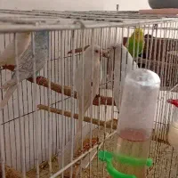 پنج تا مرغ عشق شش تا فنچ مولد