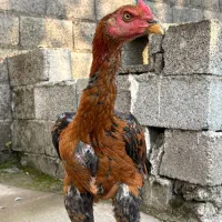 جوجه خروس لاری دانگ بالا|حیوانات مزرعه|رشت, بیجارپس|دیوار