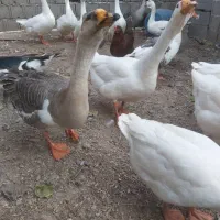 غاز محلی و قوغاز مولد دوساله
