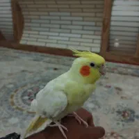 پرنده عروس هلندی