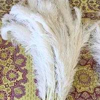 شاهپر علامت محرم