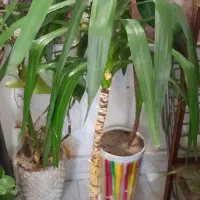 گل انجری و گل ها|گل و گیاه طبیعی|مشهد, آبادگران|دیوار