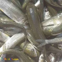 پرورش ماهی دراستخر اب ثابت ماهی امور سفید کَپوُر|ماهی|اصفهان, ملاصدرا|دیوار