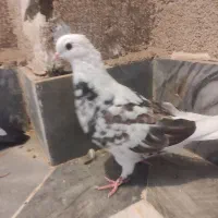 دو جوجه کبوتر تازه دو ماهه|پرنده|قم, پردیسان|دیوار