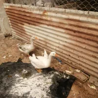 سه عدد قوغاز نیمه بالغ