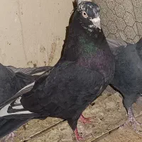 نر سیاه کاکلی فروش فوری