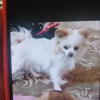 سگ پامرانین سایز ریز