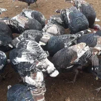 بوقلمون|حیوانات مزرعه|تاکستان, |دیوار