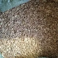 فروش گندم امسال