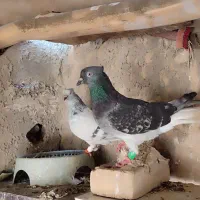 پرنده‌دمسفید‌کوت‌عبدالله‌سویسه