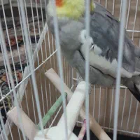 عروس هلندی نرسرحال|پرنده|مشهد, نیزه|دیوار