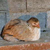 تخم نطفه دار و جوجه برهما اصل|حیوانات مزرعه|قائمشهر, |دیوار