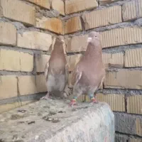 جفت کله زردزات قدیم