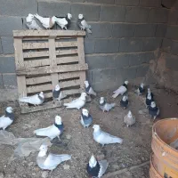 نروماده طوقی