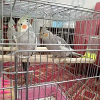 یک جفت عروس هلندی به همراه یک جوجه