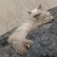 واگذاری دوتا گربه نرو ماده