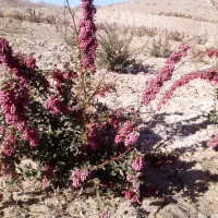 باغ زرشک نهال ۵ ساله همراه ۵ساعت|فروش زمین و ملک کلنگی|قائن, |دیوار