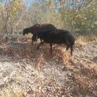 بره نر و ماده همو هترو برای اصلاح نژاد چند قلو زا|حیوانات مزرعه|تفرش, |دیوار