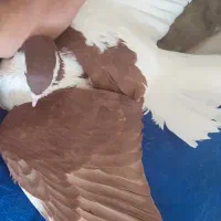 سبز .ساده شامی سینه مشکل