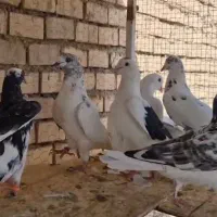 کبوتر پرشی