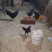 تخم مرغ ایام سمانی اصل اندونزی|حیوانات مزرعه|شیراز, وحدت|دیوار