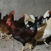۴۰عدد خروس گلپایگانی